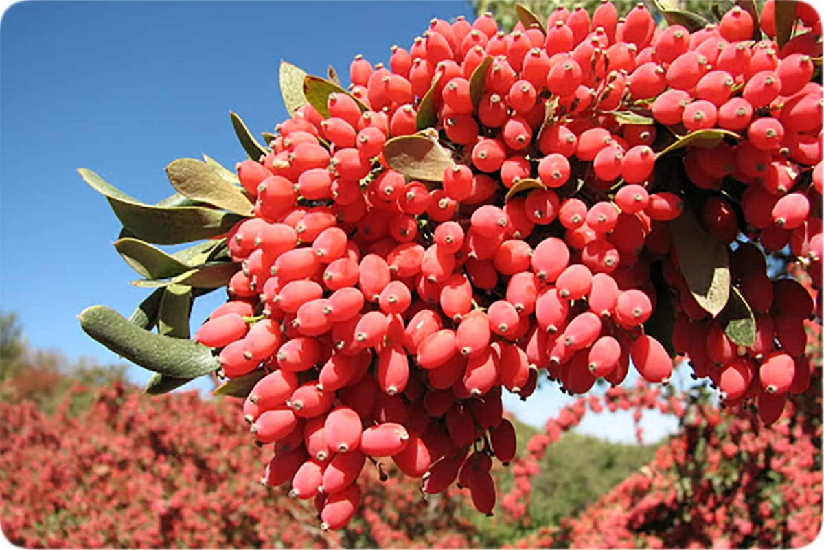 درخت زرشک و نحوه تکثیر آن (2 نکته مهم)