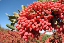 درخت زرشک و نحوه تکثیر آن (2 نکته مهم)