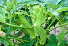 پیشنهاد 3 راهکار برای افزایش تولید بامیه (2 نکته مهم)