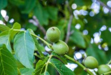 چه نوع کودی برای باردهی درخت گردو مناسب است ؟ (2 نکته مهم)