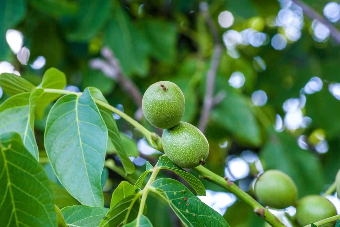 چه نوع کودی برای باردهی درخت گردو مناسب است ؟ (2 نکته مهم) چه نوع کودی برای باردهی درخت گردو مناسب است ؟ (2 نکته مهم)