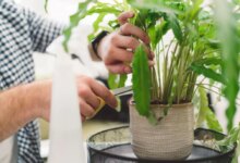فواید و نحوه ی هرس کردن گیاهان آپارتمانی (2 نکته مهم)