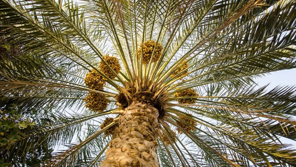 کود برای درشت شدن خرما