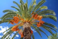 چه نوع کودی برای درشت شدن و افزایش باردهی درخت خرما مناسب است ؟ (2 نکته مهم)