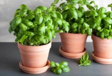 مناسب ترین کود برای رشد سبزی ریحان چیست ؟ (2 نکته مهم)