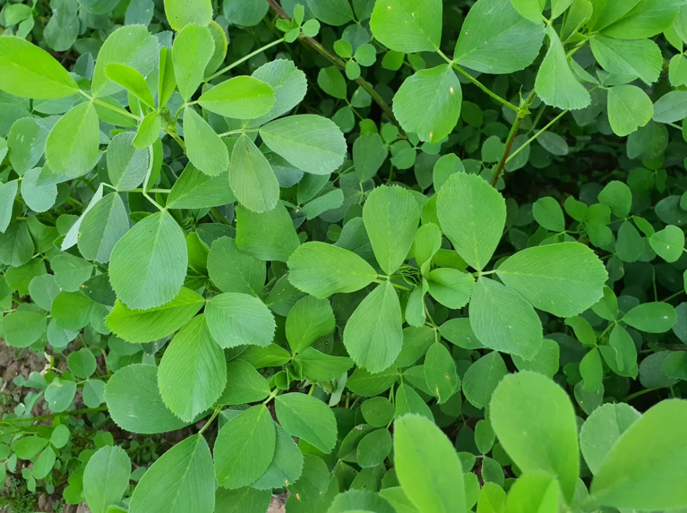 کود برای یونجه