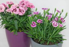 مشخصات ظاهری و روش نگهداری میخک پایه بلند الوان (2 نکته مهم)