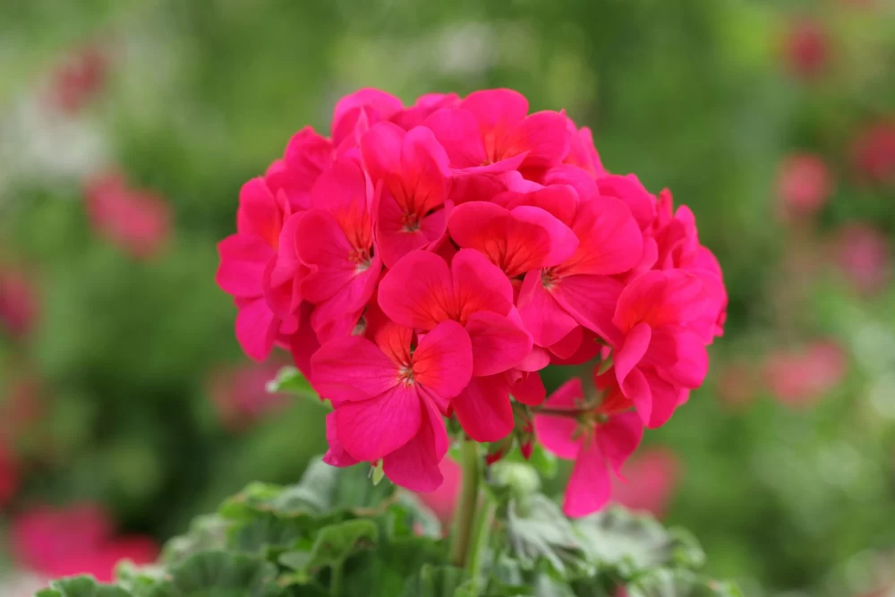 نگهداری گیاه شمعدانی