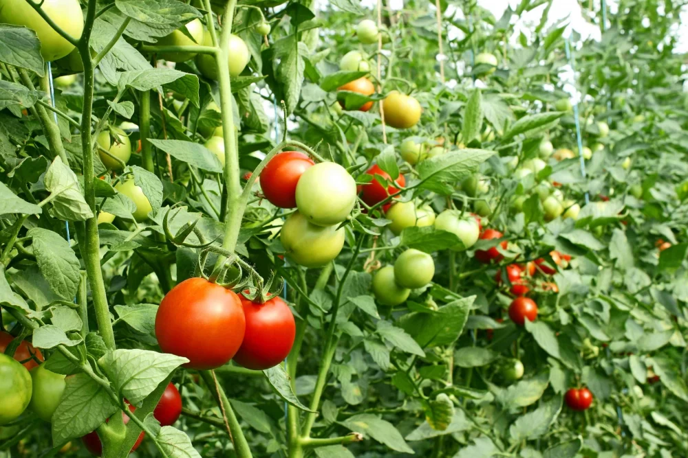 کوددهی گوجه فرنگی
