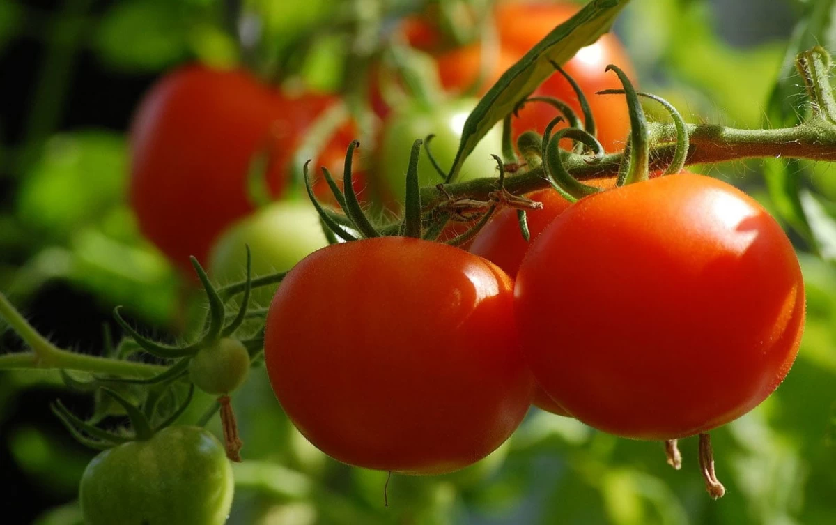 معرفی بهترین کود برای درشتی گوجه فرنگی + افزایش تناژ گوجه (2 نکته مهم)