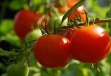 معرفی بهترین کود برای درشتی گوجه فرنگی + افزایش تناژ گوجه (2 نکته مهم)