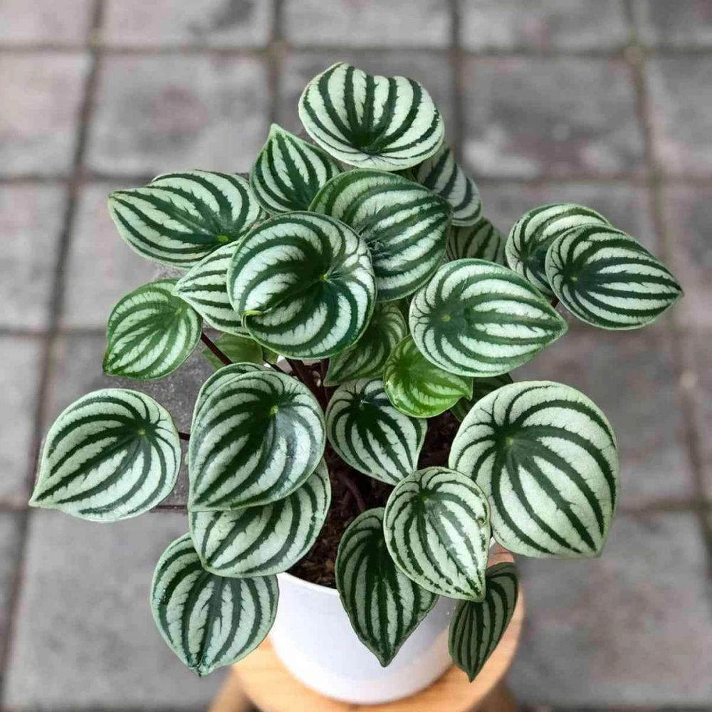 پیرومیا هندوانه ای، گیاهی زیبا و خاص برای آپارتمان (2 نکته مهم) پیرومیا هندوانه ای، گیاهی زیبا و خاص برای آپارتمان (2 نکته مهم)