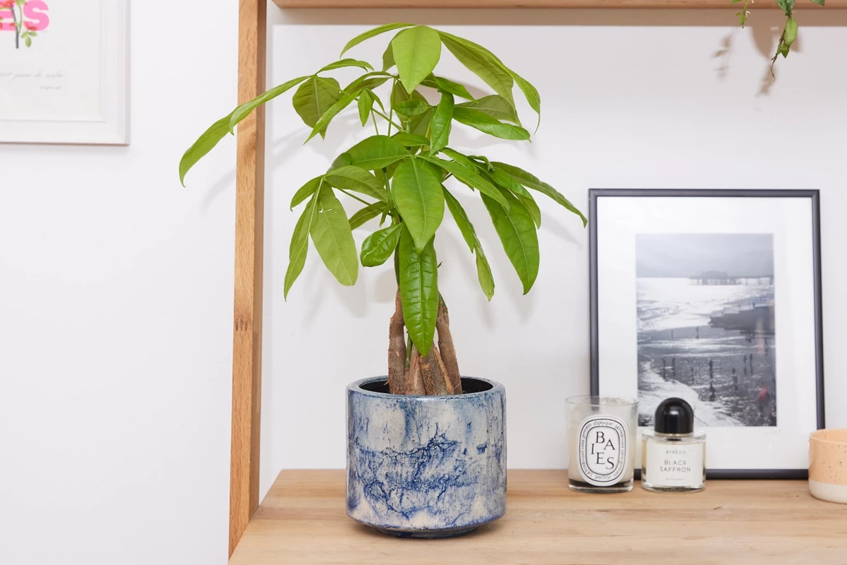 دمای مناسب برای نگهداری از گیاه پاچیرا باید چقدر باشه؟ (2 نکته مهم) دمای مناسب برای نگهداری از گیاه پاچیرا باید چقدر باشه؟ (2 نکته مهم)