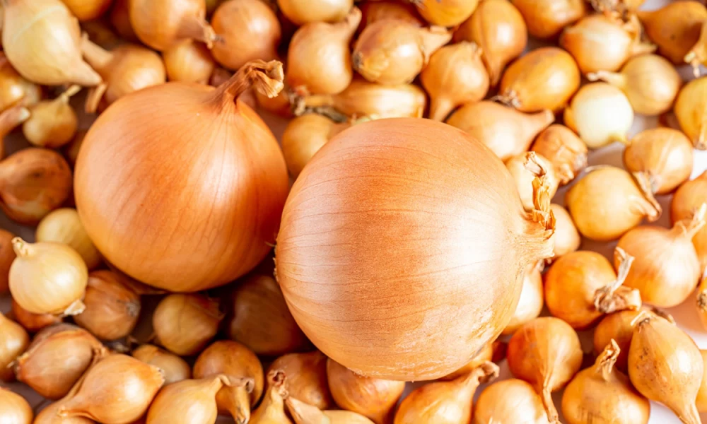 افزایش تناژ پیاز