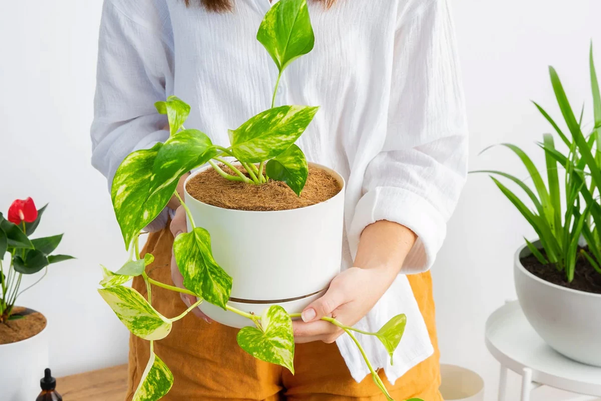 برای پهن شدن برگ گیاهان آپارتمانی چه شرایطی لازم است ؟ (2 نکته مهم) برای پهن شدن برگ گیاهان آپارتمانی چه شرایطی لازم است ؟ (2 نکته مهم)