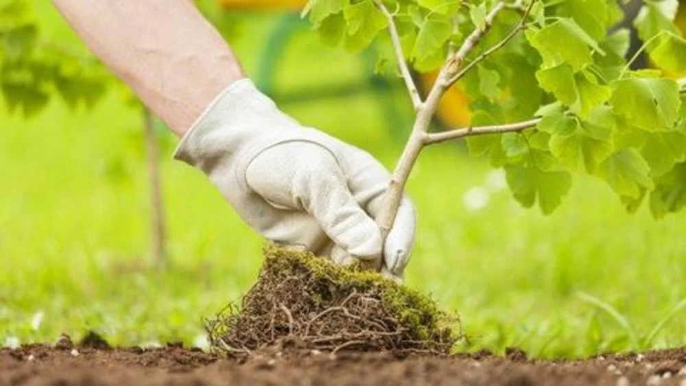 کود برای کلفت شدن تنه