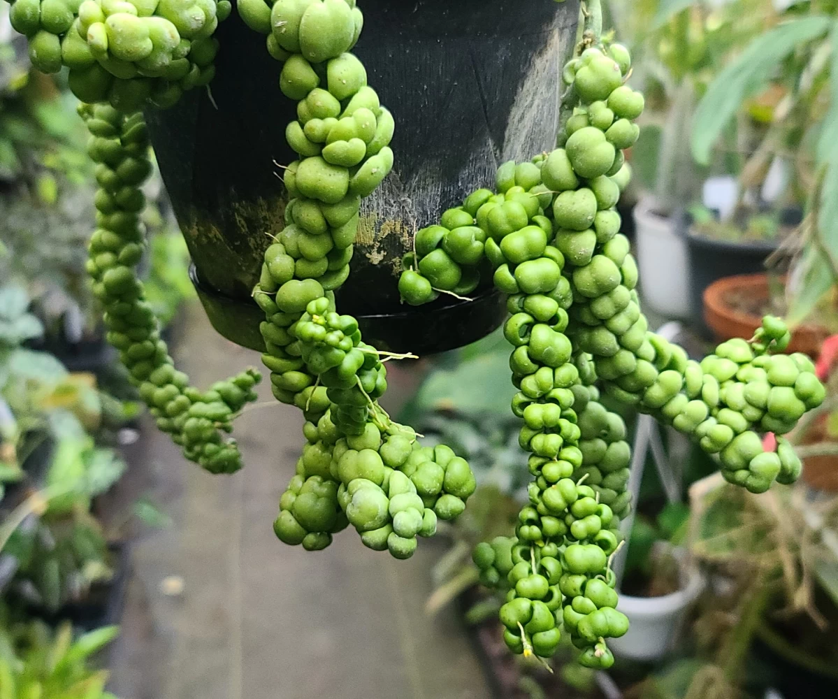 روش نگهداری و تکثیر گیاه دیسچیدا نومولاریا (2 نکته مهم) روش نگهداری و تکثیر گیاه دیسچیدا نومولاریا (2 نکته مهم)