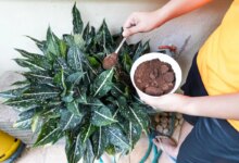 کاربردهای دارچین در باغبانی و مراقبت از گیاه (2 نکته مهم)