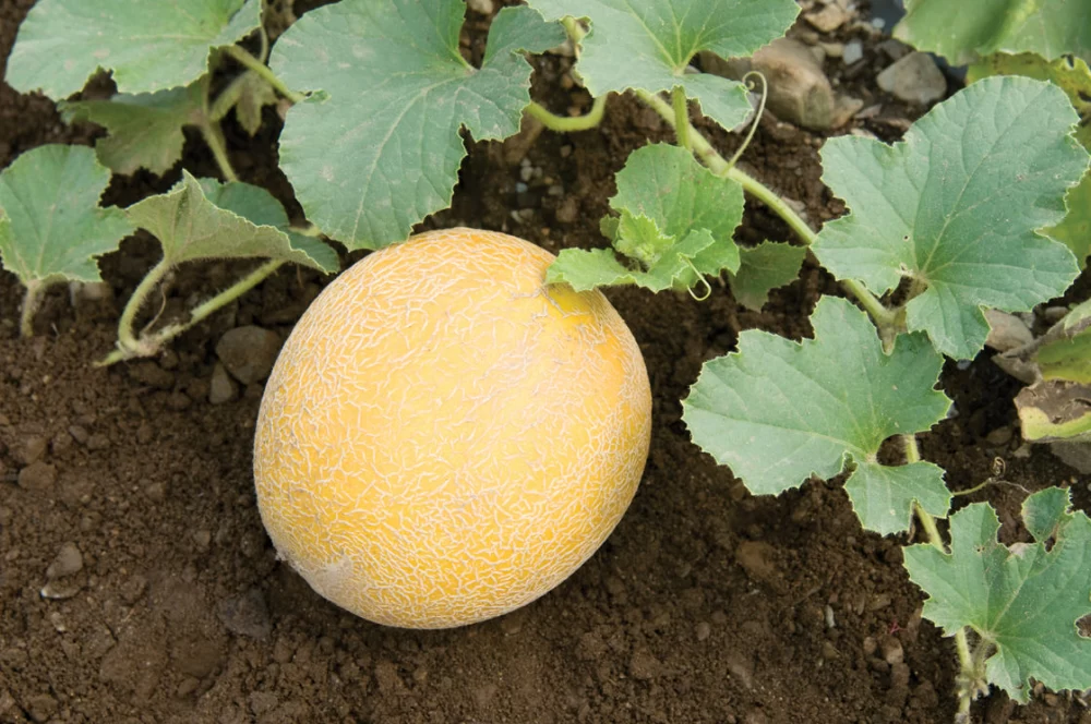 کود برای رشد طالبی