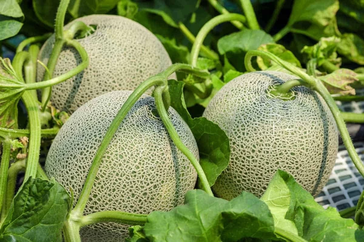 بهترین کود برای درشتی و افزایش باردهی طالبی (2 نکته مهم) بهترین کود برای درشتی و افزایش باردهی طالبی (2 نکته مهم)