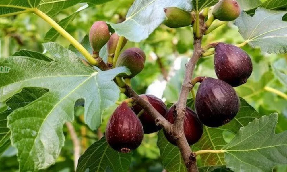کوددهی نهال انجیر