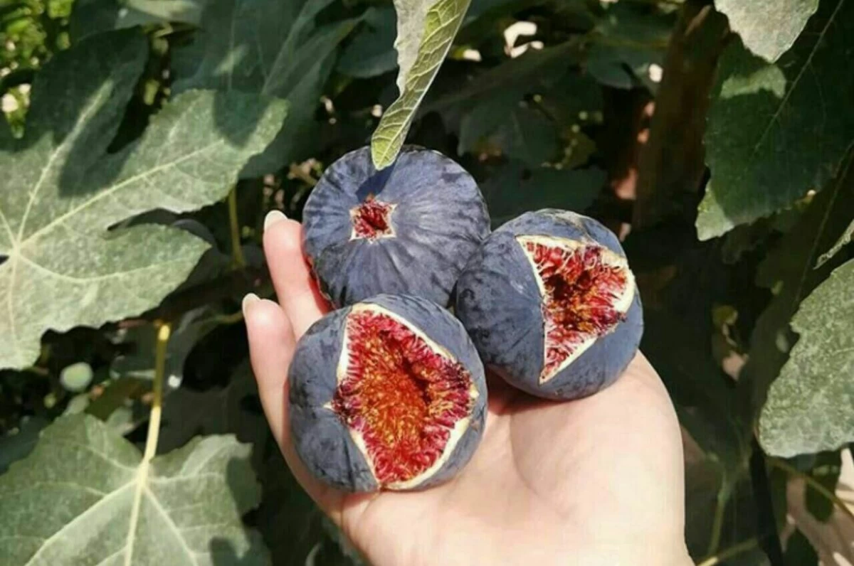 کامل ترین و بهترین کود مناسب درخت انجیر با باردهی چند برابر (2 نکته مهم) کامل ترین و بهترین کود مناسب درخت انجیر با باردهی چند برابر (2 نکته مهم)