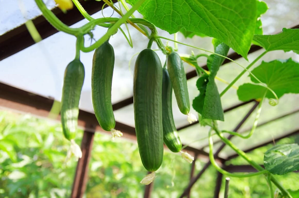 بهترین کود برای افزایش بار خیار (2 نکته مهم)