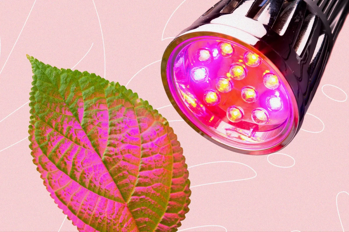 تاثیر شگفت انگیز نور قرمز برای رشد گیاه (2 نکته مهم)