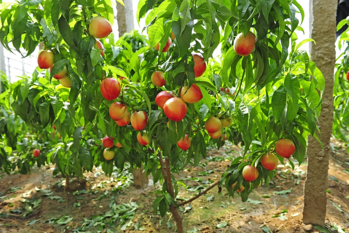 انواع کودهای مورد استفاده برای درخت شلیل (2 نکته مهم) انواع کودهای مورد استفاده برای درخت شلیل (2 نکته مهم)