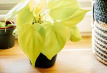 روش نگهداری فیلودندرون نئونی، گیاهی زیبا و خاص (2 نکته مهم)