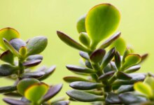 دلایل ریزش و چروکیدگی برگ کراسولا خرفه ای (2 نکته مهم)