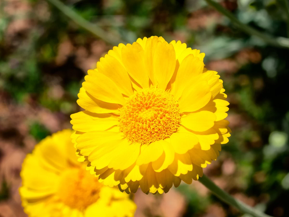 اطلاعات لازم برای نگهداری از گل ماری گلد (2 نکته مهم) اطلاعات لازم برای نگهداری از گل ماری گلد (2 نکته مهم)