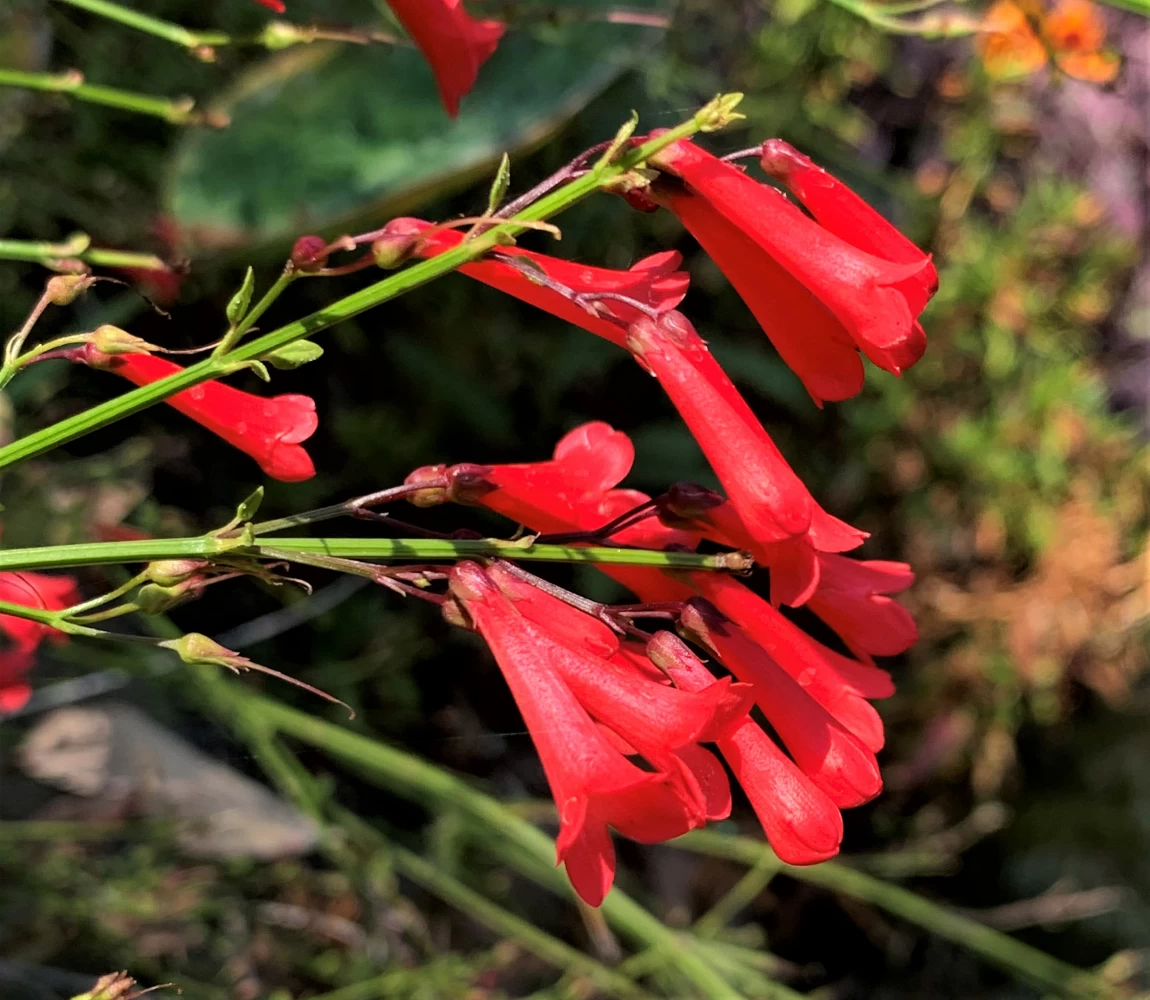 معرفی گیاه روسلیا، گل مرجانی زیبا (2 نکته مهم) معرفی گیاه روسلیا، گل مرجانی زیبا (2 نکته مهم)