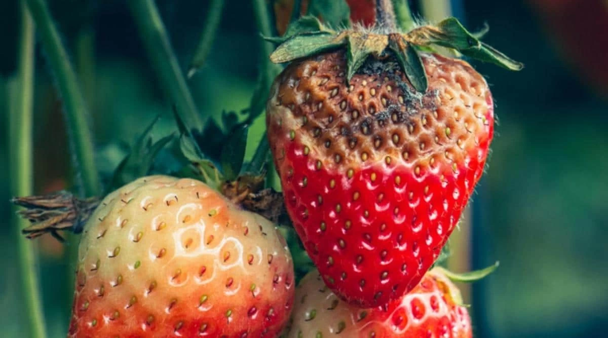 آفات مهم توت فرنگی و روش‌ های مبارزه با آن (2 نکته مهم)