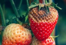 آفات مهم توت فرنگی و روش‌ های مبارزه با آن (2 نکته مهم)