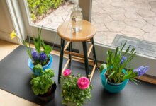 مزایای آبیاری فیتیله ای و روش انجام کار (2 نکته مهم)