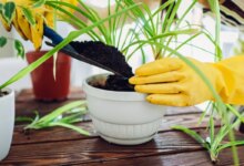 مناسب ترین کود برای رشد و تقویت گیاه گندمی (2 نکته مهم)