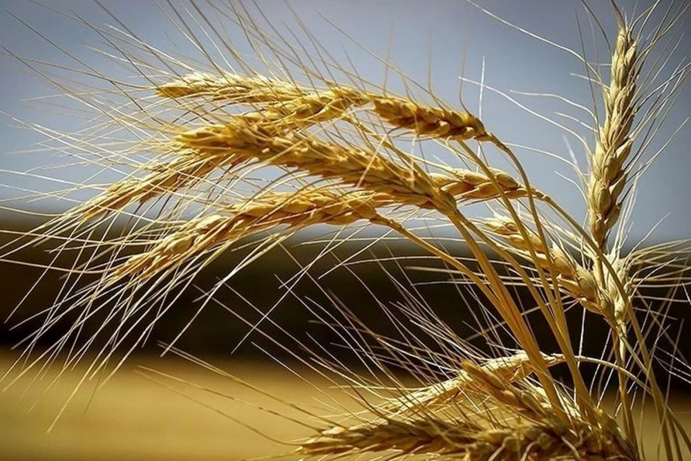بهترین کود گندم