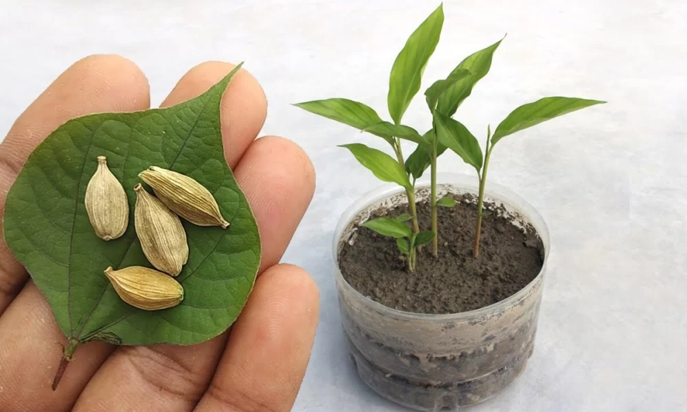 شرایط لازم برای کاشت هل