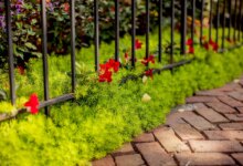 آشنایی با چمن فرانکینیا، گیاه بومی مقاوم (2 نکته مهم)