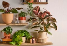 دمای مناسب برای گل های آپارتمانی چقدر باید باشد؟ (2 نکته مهم)