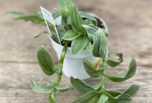 روش نگهداری برگ بیدی سفید، گیاه راه راه کم توقع (2 نکته مهم)