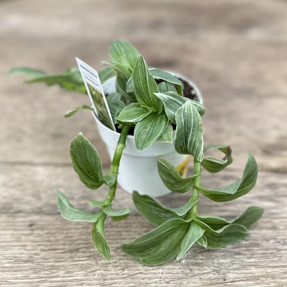 روش نگهداری برگ بیدی سفید، گیاه راه راه کم توقع (2 نکته مهم) روش نگهداری برگ بیدی سفید، گیاه راه راه کم توقع (2 نکته مهم)