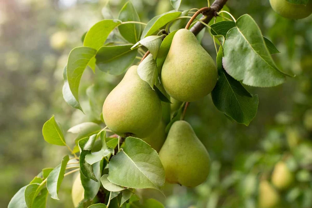 زمان سمپاشی درخت گلابی