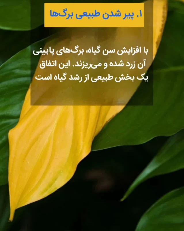  زرد شدن برگ گیاهان