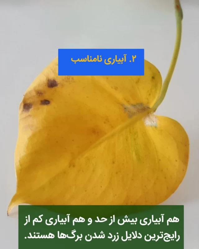 پیر شدن برگ گیاهان