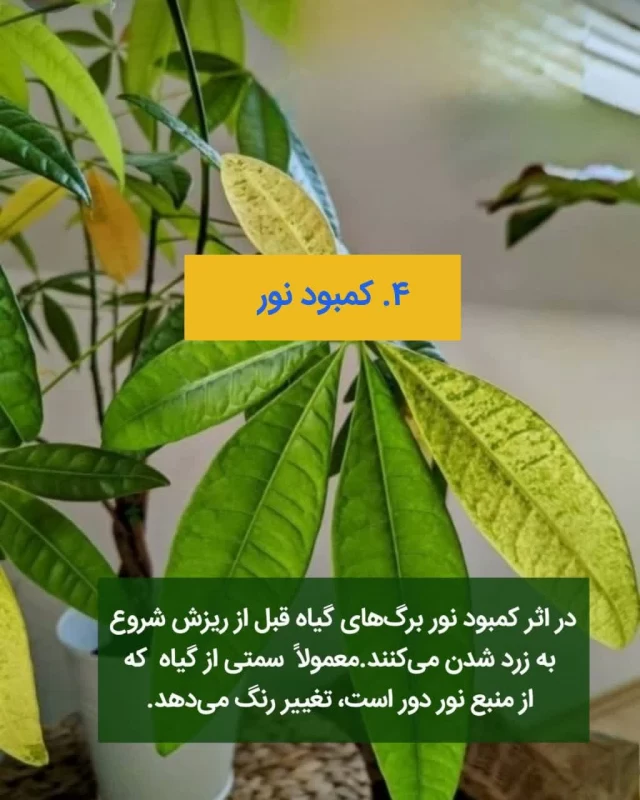سرمای هوا برای گیاهان