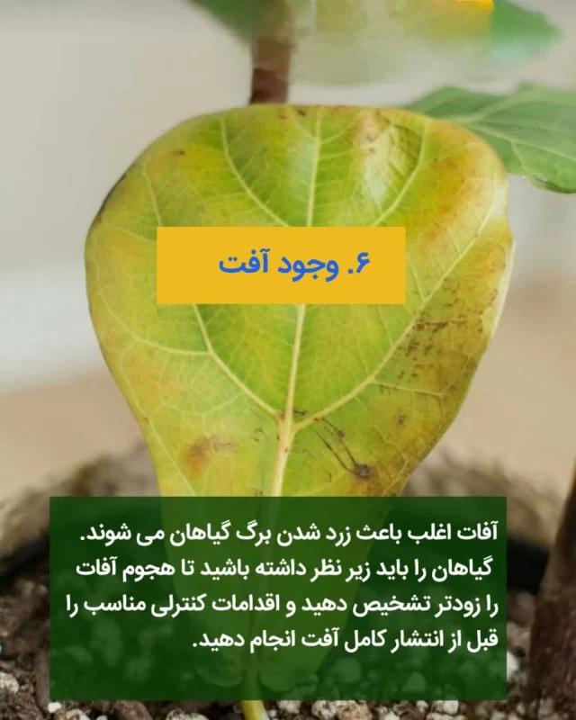 کمبود مواد مغذی گیاهان