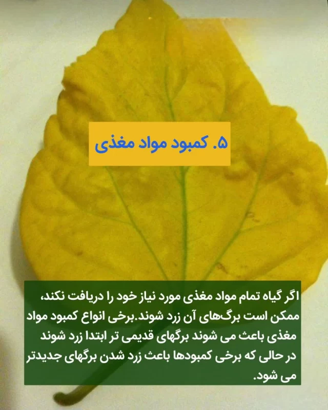 کمبود نور گیاهان