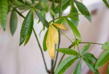 بررسی دلایل زرد شدن برگ گیاهان (2 نکته مهم)
